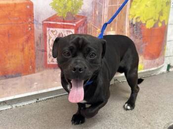 JIMMIE -  Pit Bull Terrier and Mixed Breed Dog for Adoption in San Bernardino, California - JIMMIE | PetCurious