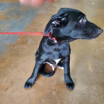 Mixed Breed Dogs Available for Adoption in Denison, Texas - Ranger FKA Hercules | PetCurious