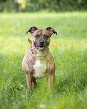 Rescue Pit Bull Terrier Dogs for Adoption in Derwood, Maryland - Cleo | PetCurious