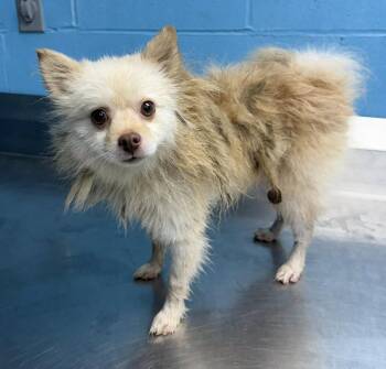 Rescue Pomeranian Dogs for Adoption in Meridian, Mississippi - Phoenix | PetCurious