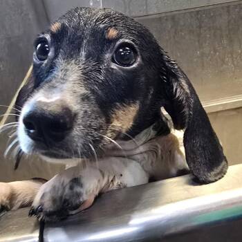 Ray-Ban -  Miniature Dachshund Dog for Adoption in Athens, Alabama - Ray-Ban | PetCurious