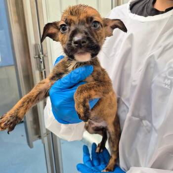 Husky and Shepherd Dogs Available for Adoption - Ben (Stiller) | PetCurious