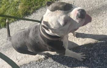 Rescue Mixed Breed Dogs for Adoption in Palmetto, Florida - MAGNIFICO | PetCurious