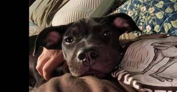 Coffee Klatch:  Java Chip (CP) -  Labrador Retriever and Retriever Dog for Adoption in Dallas, Texas - Coffee Klatch:  Java Chip (CP) | PetCurious