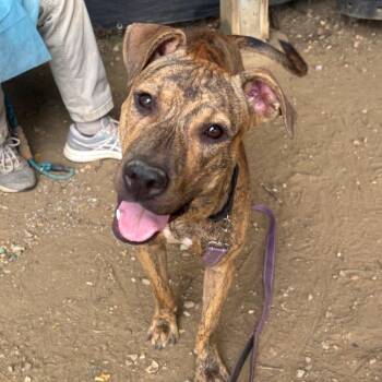 Rescue Mixed Breed Dogs for Adoption in Narberth, Pennsylvania - Joanie | PetCurious