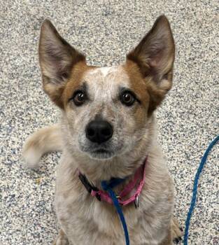 Kitsune -  Australian Cattle Dog Blue Heeler Dog for Adoption in Golden, Colorado - Kitsune | PetCurious