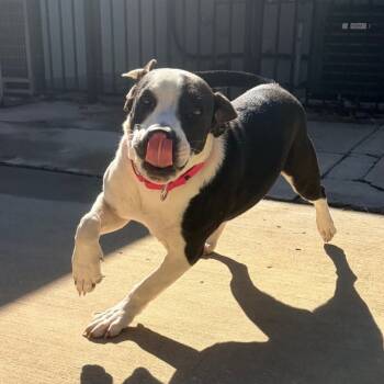 Rescue Pit Bull Terrier and Mixed Breed Dogs for Adoption in Belleville, Illinois - Cardi Flea | PetCurious