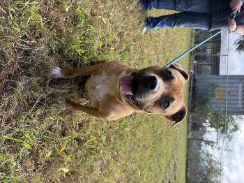 Rescue Boxer and Black Mouth Cur Dogs for Adoption in Newborn, Georgia - MAC | PetCurious