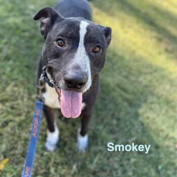 Border Collie and Pit Bull Terrier Dogs Available for Adoption in Jacksboro, Tennessee - Smokey | PetCurious