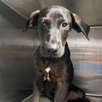 Black Labrador Retriever and Shepherd Dogs Available for Adoption in Hattiesburg, Mississippi - Zathura | PetCurious