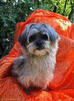 Yashna BR14617-T -  Shih Tzu and Yorkshire Terrier Dog for Adoption in Missouri City, Texas - Yashna BR14617-T | PetCurious