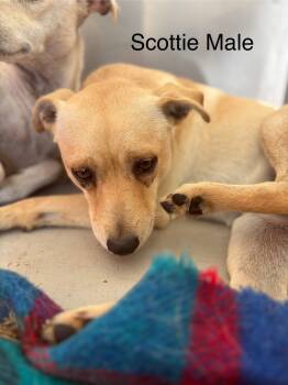 Rescue Italian Greyhound and Chihuahua Dogs for Adoption in Los Angeles, California - Scottie | PetCurious