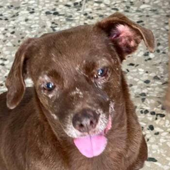 Rescue Dachshund and Chihuahua Dogs for Adoption in Humacao, Humacao - Canela | PetCurious