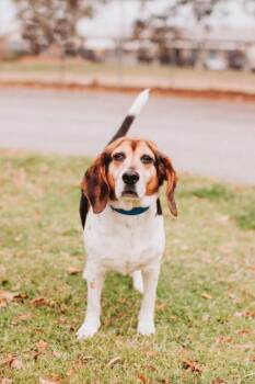 Beagle and Mixed Breed Dogs Available for Adoption in North Charleston, South Carolina - 92517a Arlo | PetCurious