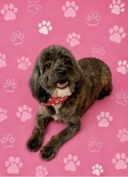 Bryn -  Shih Tzu and Poodle Dog for Adoption in Oak Creek, Wisconsin - Bryn | PetCurious