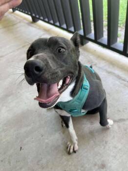 Rescue Blue Lacy and Pit Bull Terrier Dogs for Adoption in Mabank, Texas - Ember | PetCurious