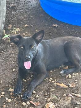Stella -  Shepherd Dog for Adoption in Gilmer, Texas - Stella | PetCurious
