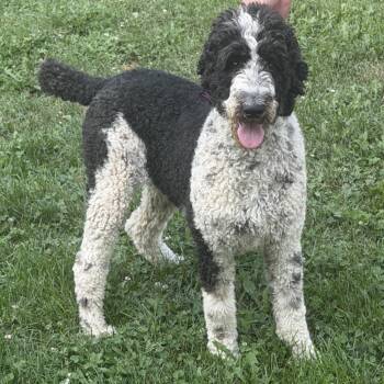 Sterling -  Poodle Dog for Adoption in Minneapolis, Minnesota - Sterling | PetCurious