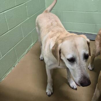 Blanca -  Labrador Retriever Dog Available for Adoption in Portland, Texas - Blanca | PetCurious