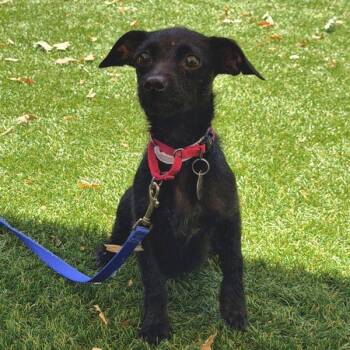 Meatloaf Marilyn -  Wirehaired Terrier Dog for Adoption in Walnut Creek, California - Meatloaf Marilyn | PetCurious