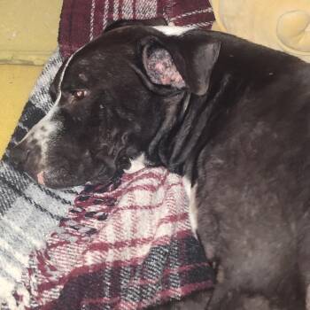 Zeus -  Pit Bull Terrier Dog for Adoption in Idaho Falls, Idaho - Zeus | PetCurious