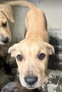 Crunch -  Redbone Coonhound Dog for Adoption in Sullivan, Indiana - Crunch | PetCurious