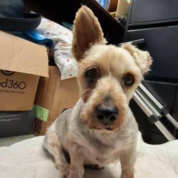 MAX -  Shih Tzu Dog for Adoption in Hannibal, Missouri - MAX | PetCurious