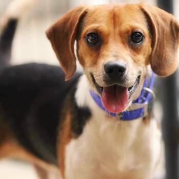 Lumberjack -  Beagle Dog for Adoption in Meherrin, Virginia - Lumberjack | PetCurious