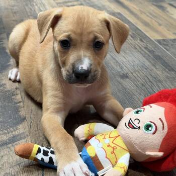 Jessie -  Pit Bull Terrier Dog for Adoption in Krum, Texas - Jessie | PetCurious