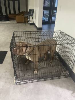 American Bully Dogs for Sale in Jonesboro, Georgia - CASH | PetCurious
