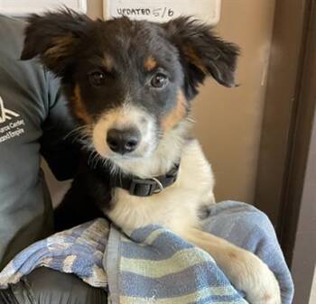 Australian Shepherd and Mixed Breed Dogs Available for Adoption in Ontario, California - CORAL | PetCurious