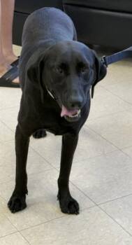 SUSAN -  Labrador Retriever Dog for Adoption in Killeen, Texas - SUSAN | PetCurious