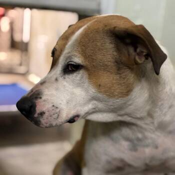 Bee -  Pit Bull Terrier Dog for Adoption in Eureka Springs, Arkansas - Bee | PetCurious