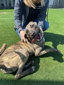 Rescue Rottweiler and Mastiff Dogs for Adoption in Spring, Texas - Louie | PetCurious
