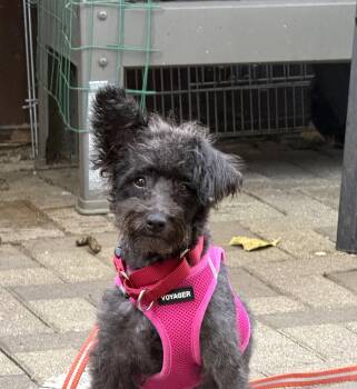 Minnie -  Schnauzer and Poodle Dog for Adoption in Wheaton, Illinois - Minnie | PetCurious