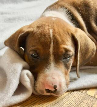 Beau -  Treeing Walker Coonhound Dog for Adoption in Randolph, Vermont - Beau | PetCurious