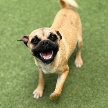 Pug and Mixed Breed Dogs Available for Adoption in Loxahatchee Groves, Florida - Bruno 5632 | PetCurious