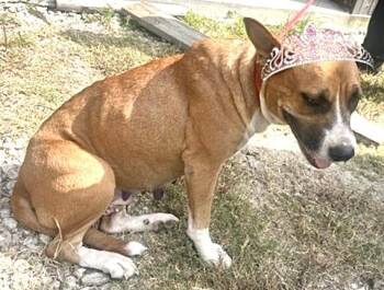 A660920 -  Pit Bull Terrier and Mixed Breed Dog for Adoption in Houston, Texas - A660920 | PetCurious