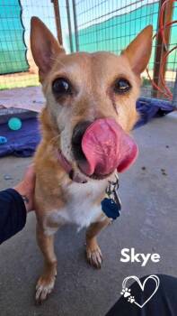 Portuguese Podengo Dogs Available for Adoption in Monte Vista, Colorado - Skye | PetCurious