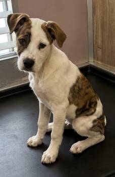 Juju Puppy Sweet Thoughtful ADORABLE -  Rat Terrier and Labrador Retriever Dog for Adoption in St. Petersburg, Florida - Juju Puppy Sweet Thoughtful ADORABLE | PetCurious