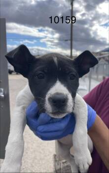Tootsie -  Pit Bull Terrier Dog for Adoption in Victorville, California - Tootsie | PetCurious