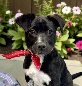 Rescue Australian Cattle Dog Blue Heeler Dogs for Adoption in Perry, Iowa - Gumbo PUPPY | PetCurious