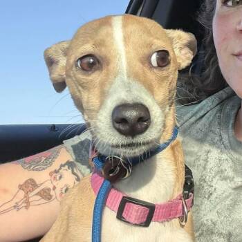 Whitley -  Italian Greyhound Dog for Adoption in Brainerd, Minnesota - Whitley | PetCurious