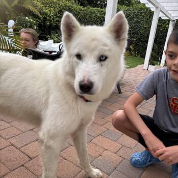 Jett -  White German Shepherd Dog for Adoption in Torrance, California - Jett | PetCurious