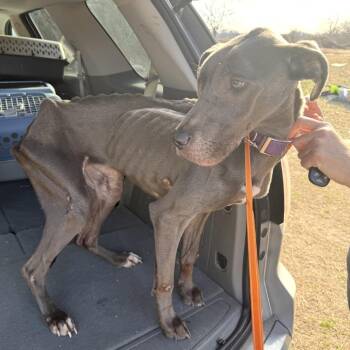 Weimaraner and Mixed Breed Dogs Available for Adoption - Skellie | PetCurious