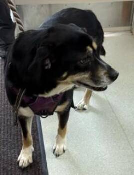 Thunder -  Mixed Breed Dog for Adoption in Maryville, Tennessee - Thunder | PetCurious