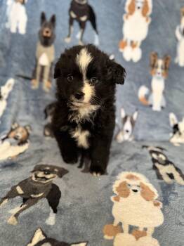 Pomeranian and Australian Shepherd Dogs Available for Adoption - Waffles  | PetCurious