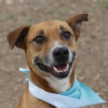 GREG -  Terrier Dog for Adoption in San Antonio, Texas - GREG | PetCurious