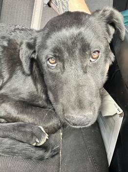 Black Labrador Retriever Dogs Available for Adoption in Elko, Nevada - 61092906 | PetCurious