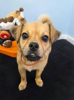 Maisey -  Pomeranian and Jack Russell Terrier Dog for Adoption in Pine Grove, Pennsylvania - Maisey | PetCurious